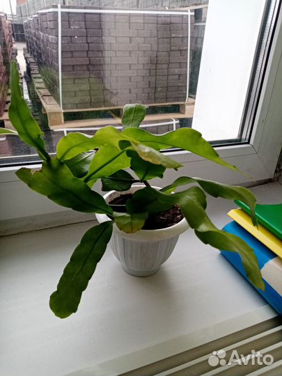 Эпифиллум белый