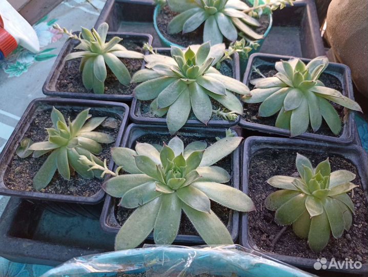 Каменная роза (молодило) на продажу