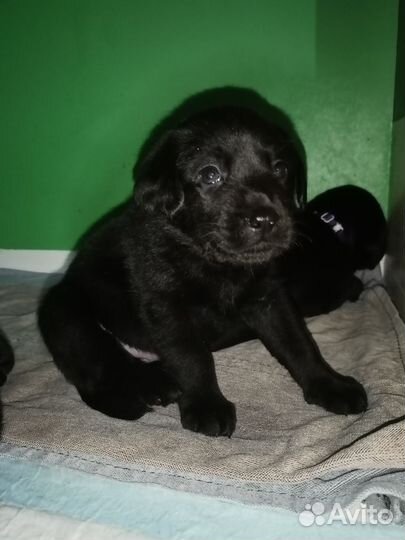 Верный друг