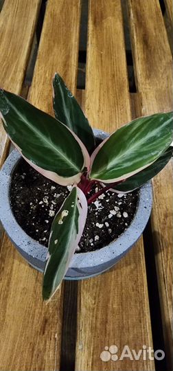 Строманта триколор