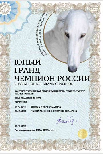 Папийон вязка