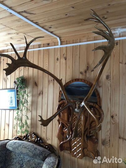Рога оленя