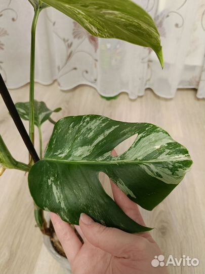 Монстера вариегатная