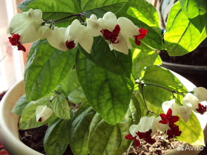 Клеродендрум Томпсона и Угандийский.Хлорофитум