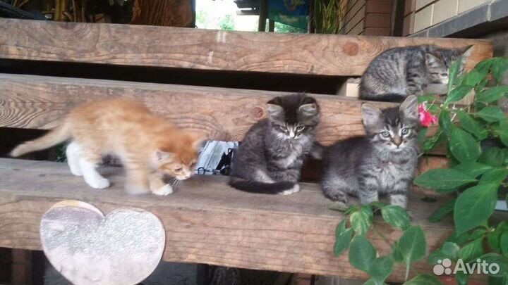 Отдам в добрые руки