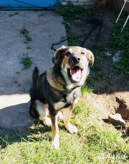 Крупный щенок ищет дом