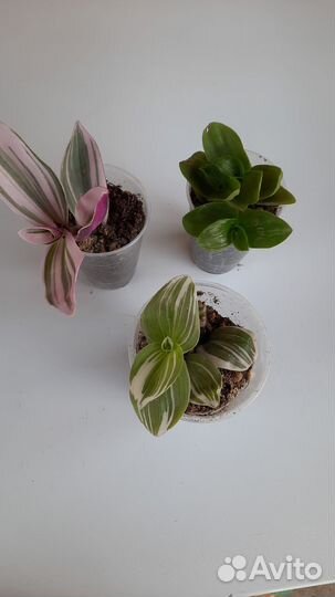 Рео,традесканция