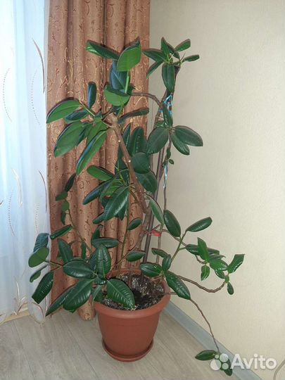 Комнатные растения