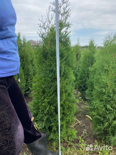 Продаю хвойные и лиственные расстения