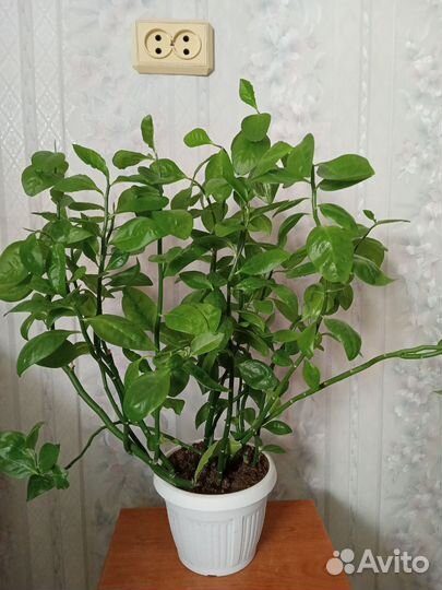 Педилантус