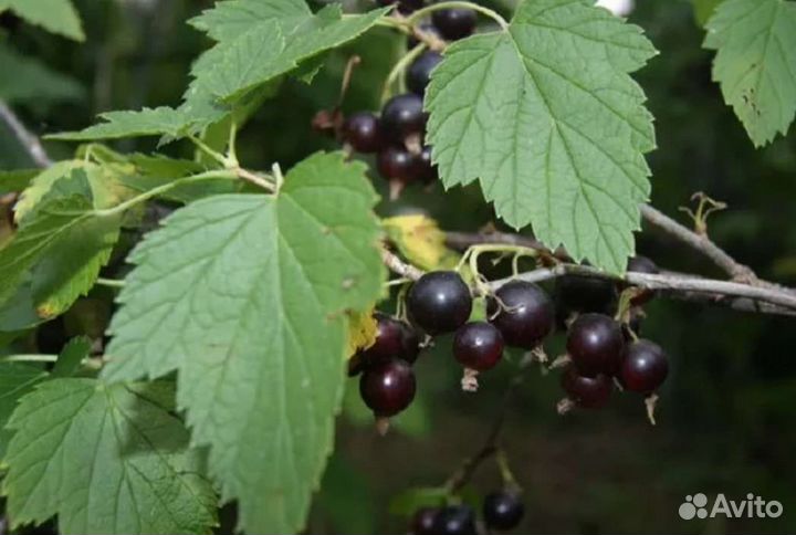 Листья смородины