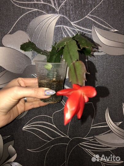 Декабрист махров, и красный