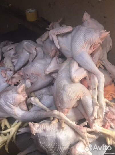 Петухи Чёрные Ухейлюй, Куры и Петухи Цветные