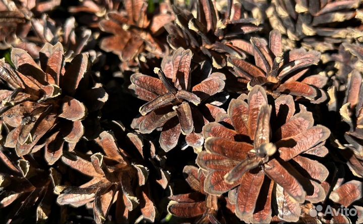 Шишки сосновые большой пакет