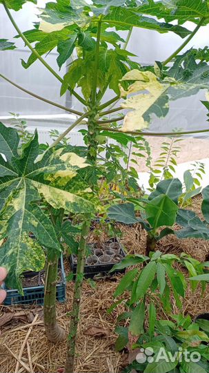 Папайя семена и растения и с плодами