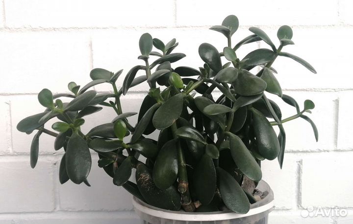 Толстянка / денежное дерево