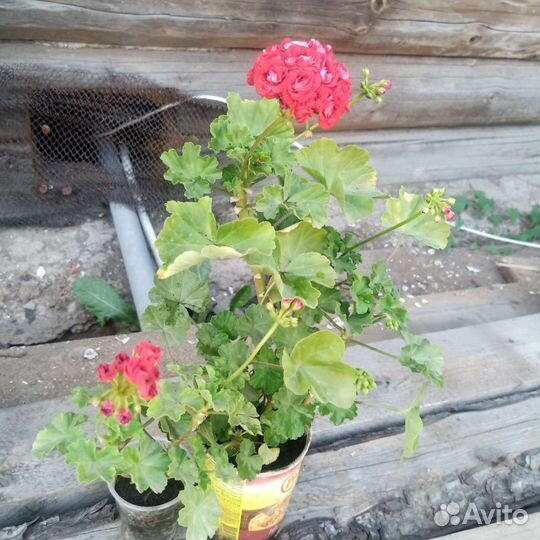 Пеларгонии