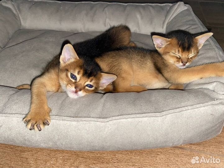 Кот на вязку