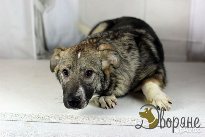 Малыш Луч в дар