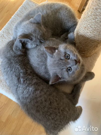 Британские котята