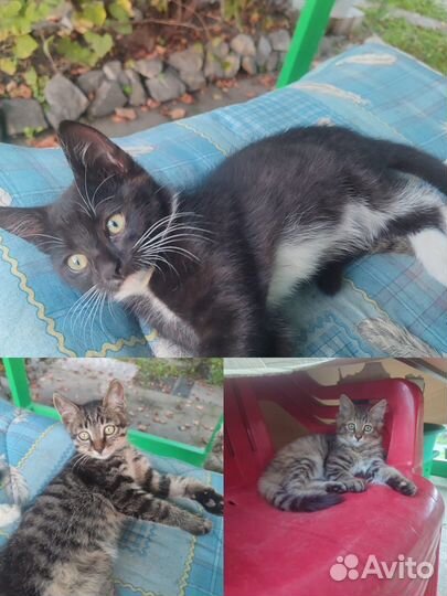 Отдам котяток