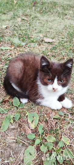 Котенок (мальчик)