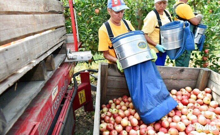 Сборка яблок