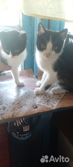 Люся и Матроскин ищут дом