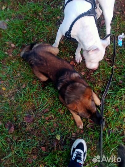 Собака в добрые руки