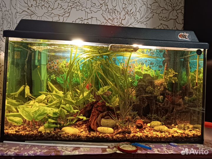 Аквариум