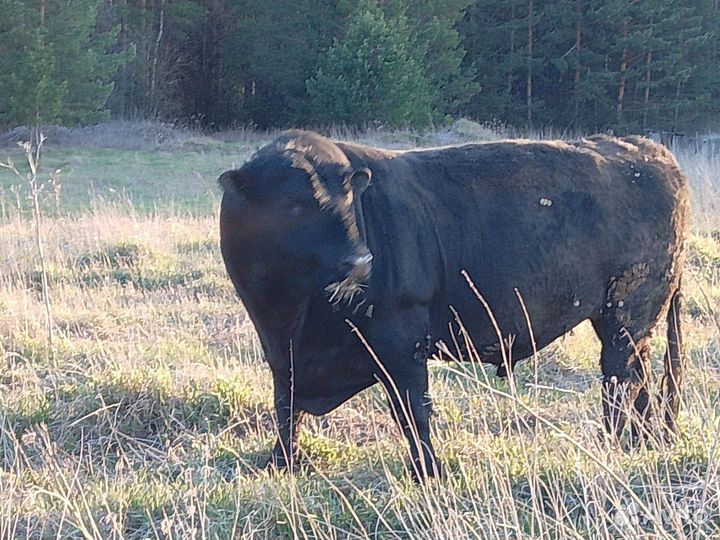 Коровы и быки