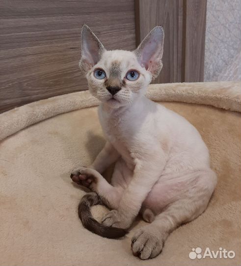 Девон-рекс тигренок