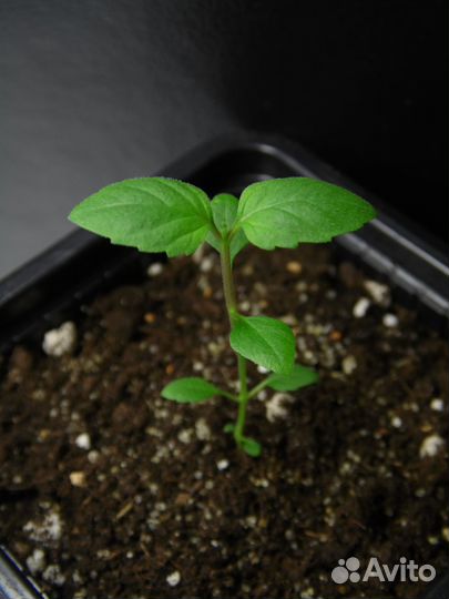 Растения для сада