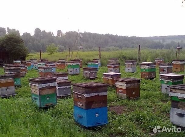 Мед 24 года из Алтая опт