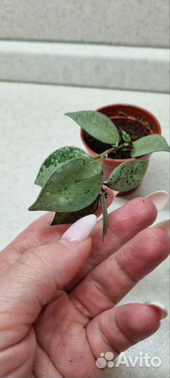 Хойя эскимо сильвер