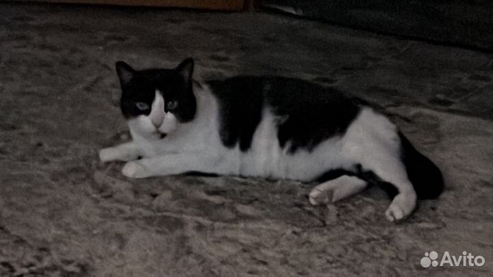 Передержка кошек