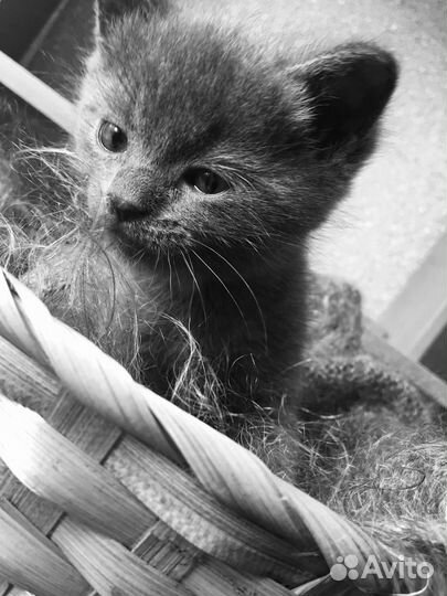 Кошка шотландская