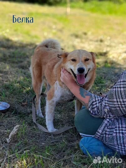 Рыжие собаки ждут в приюте