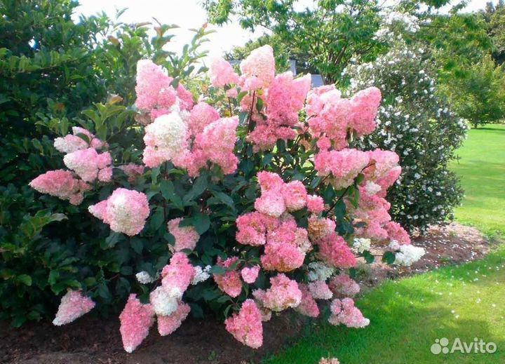 Гортензия метельчатая