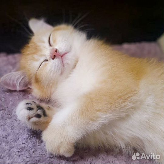 Купить котёнка в Москве