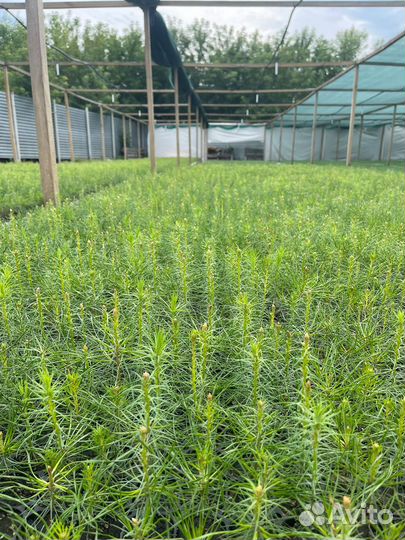 Сеянцы сосны зкс