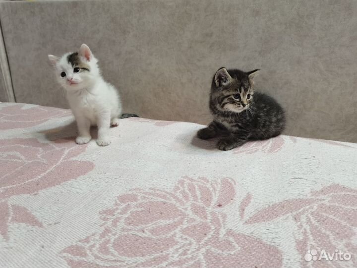 Котята в добрые руки