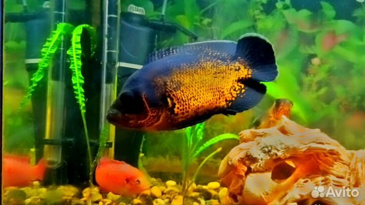 Астронотус