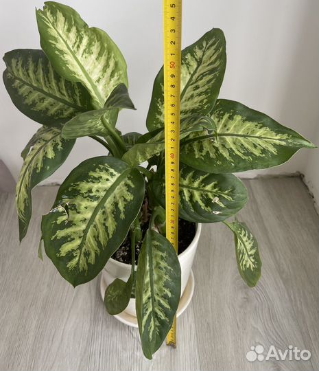 Комнатные растения цветы