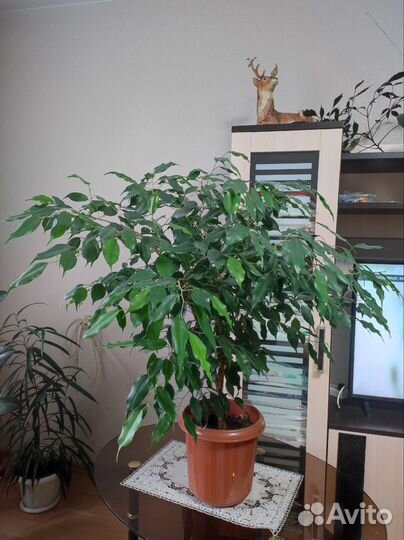 Фикус бенджамина