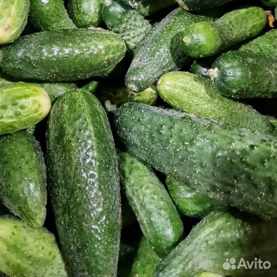 Огурцы свежие домашние