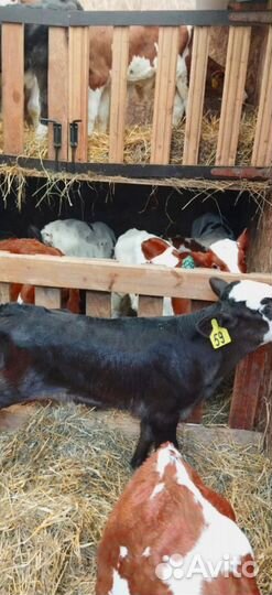 Телята с бесплатной доставкой