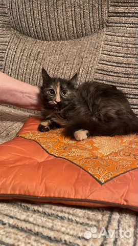 Котенок в добрые руки