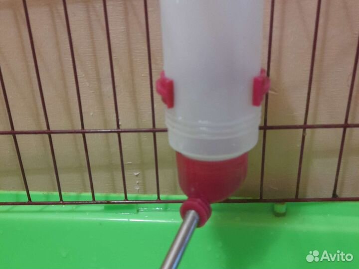 Всё нужное для грызунов