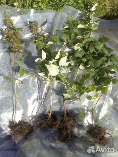 Саженцы малины, клубники, ежевики